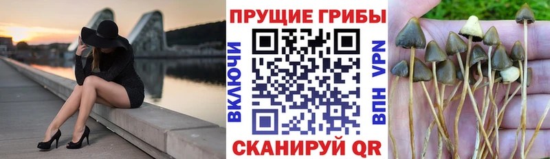 Псилоцибиновые грибы ЛСД  кракен рабочий сайт  Кашин 
